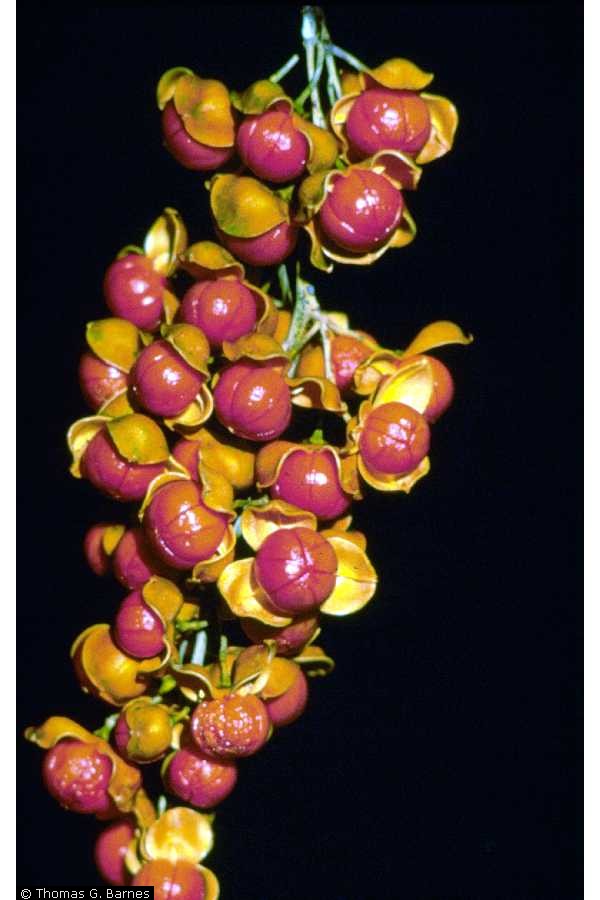 Celastrus scandens Fruit USDA