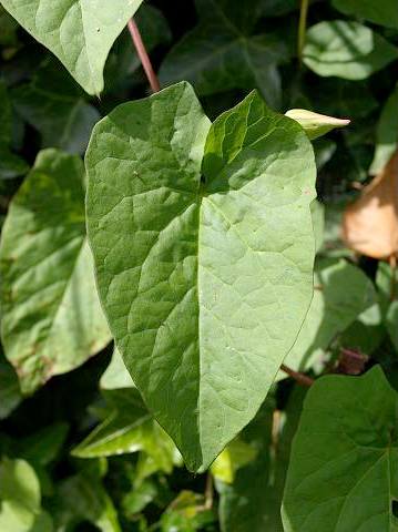 Calystegia_silvatica_leaf