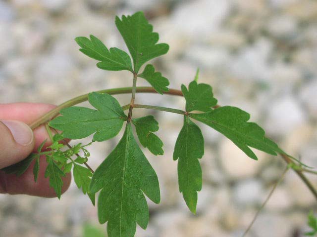 Cardiosperm halicaca leaf close TX