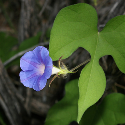 Ipomoea hed Wildflo of Tucson