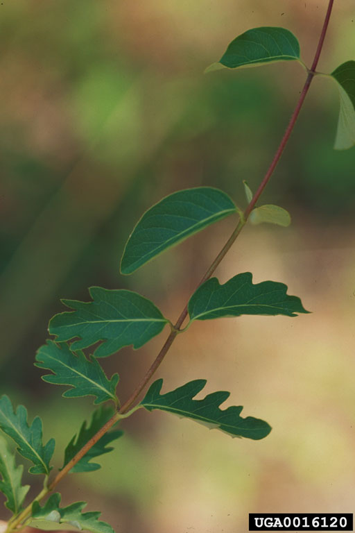 Lonicera japonica leaves