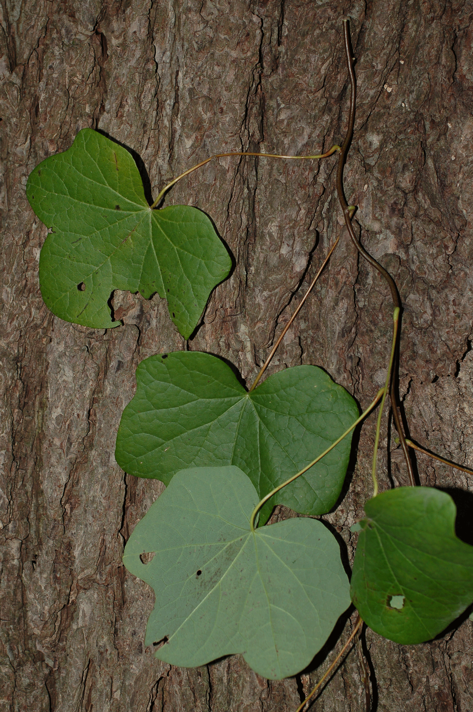 Menispermum-canadense-leaf-stem44cris