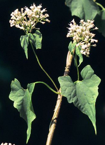 Mikania scandens stem UGcrop