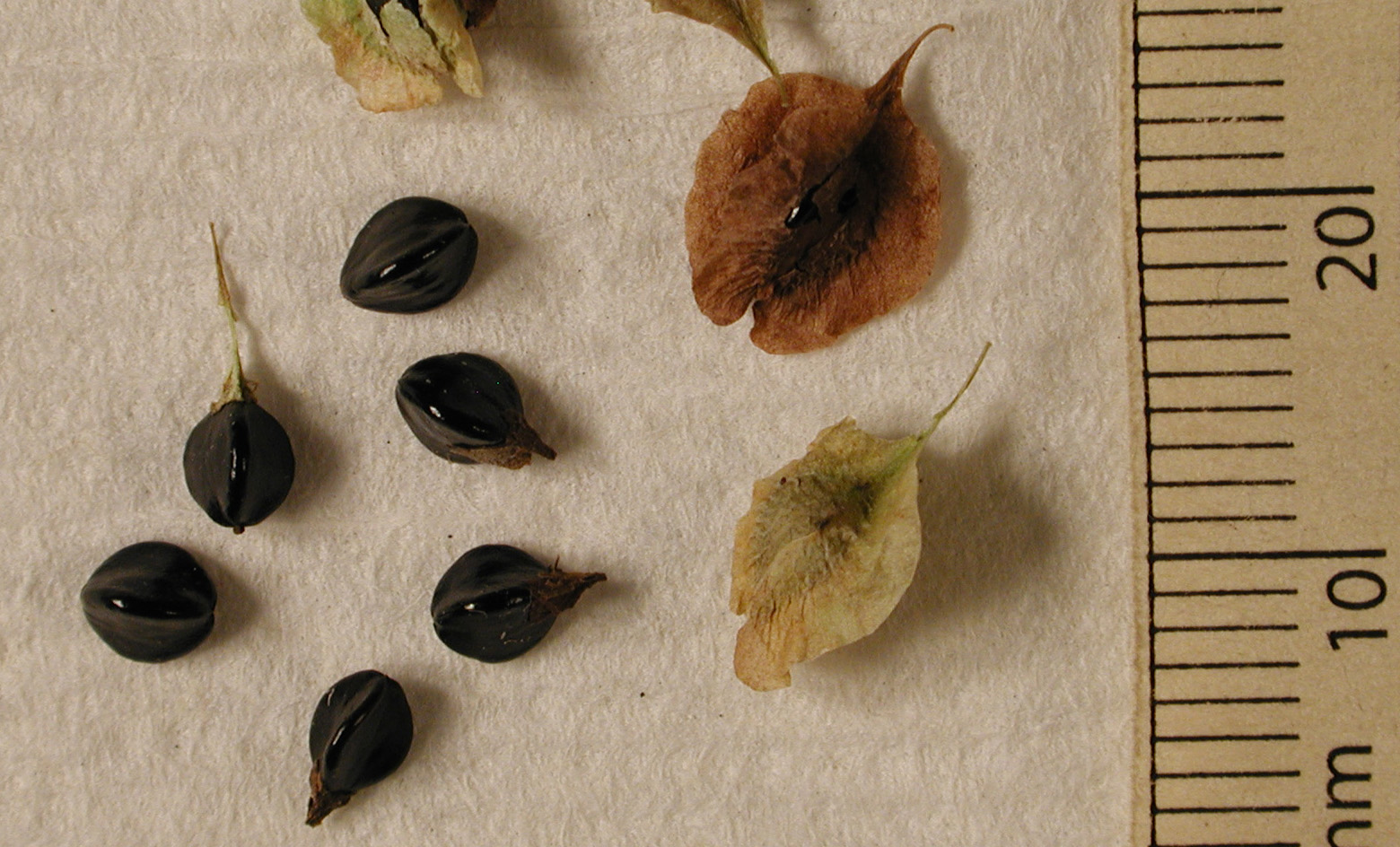 POLY Fall scan seeds