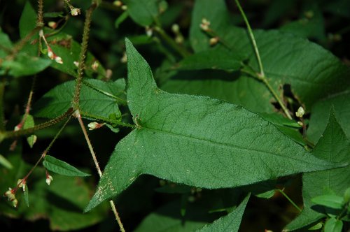Polygonum-arifolium-~-halberd-leaf-tearthumb-1