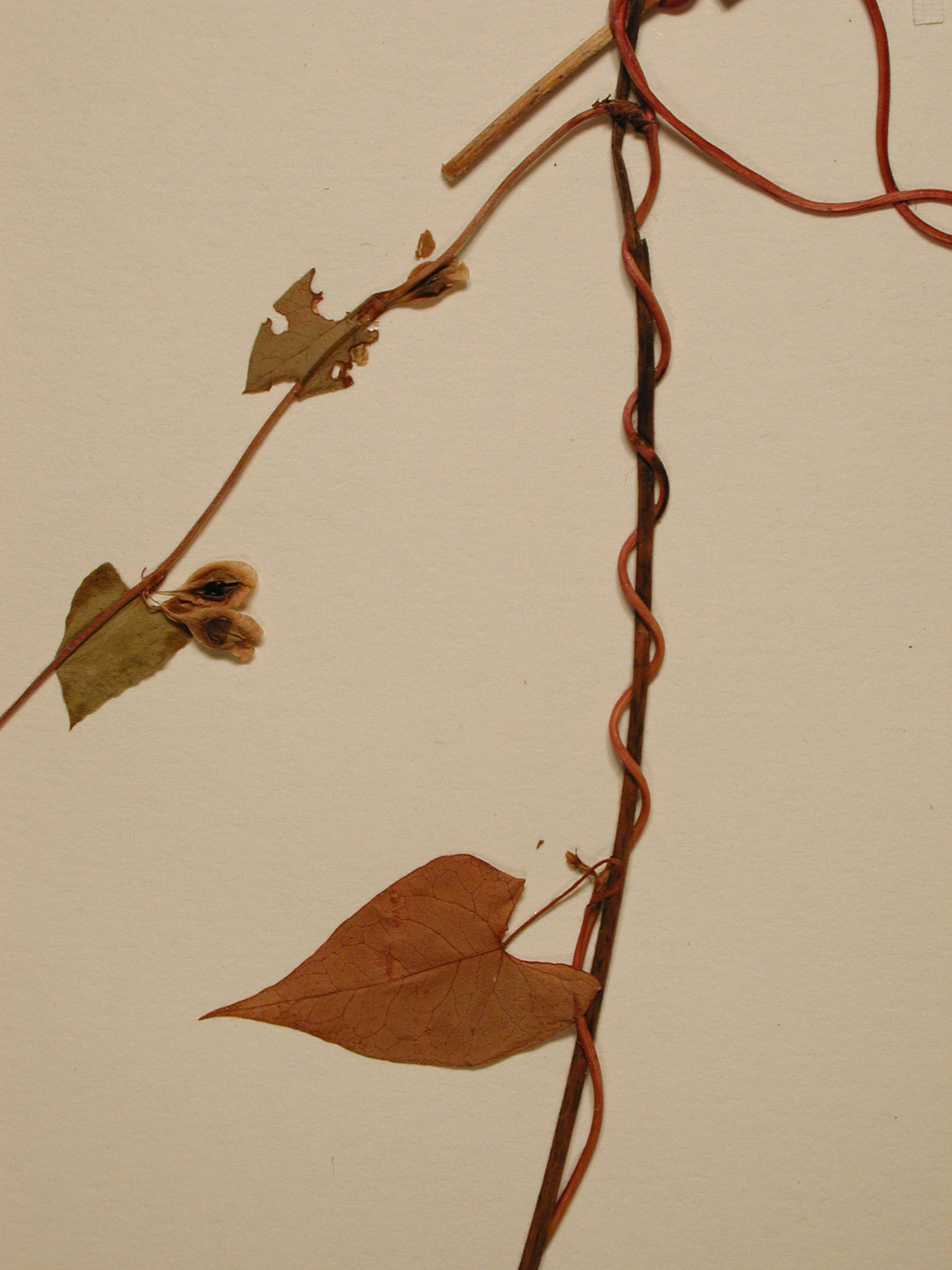 PolyscanPOLY leaf stem31