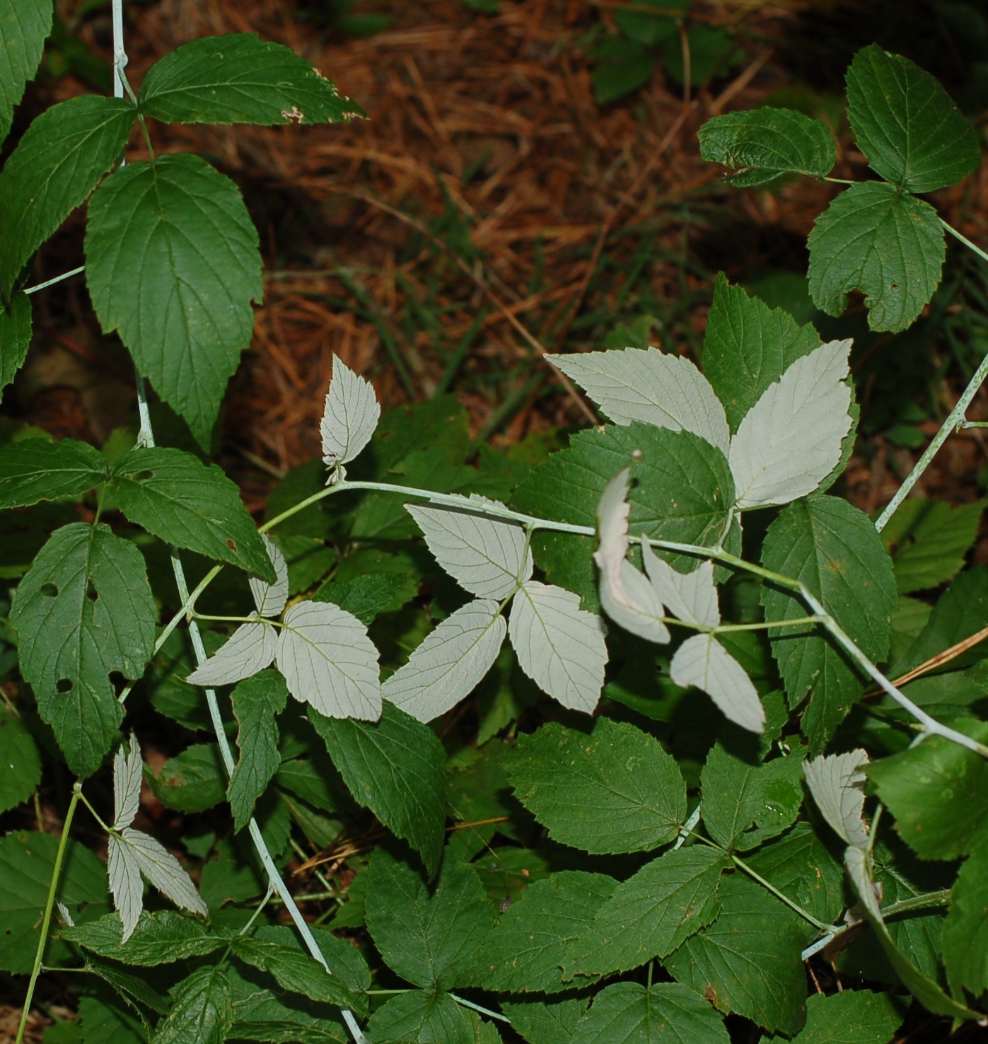 Rubus occidentalis 2 Newcomb copy
