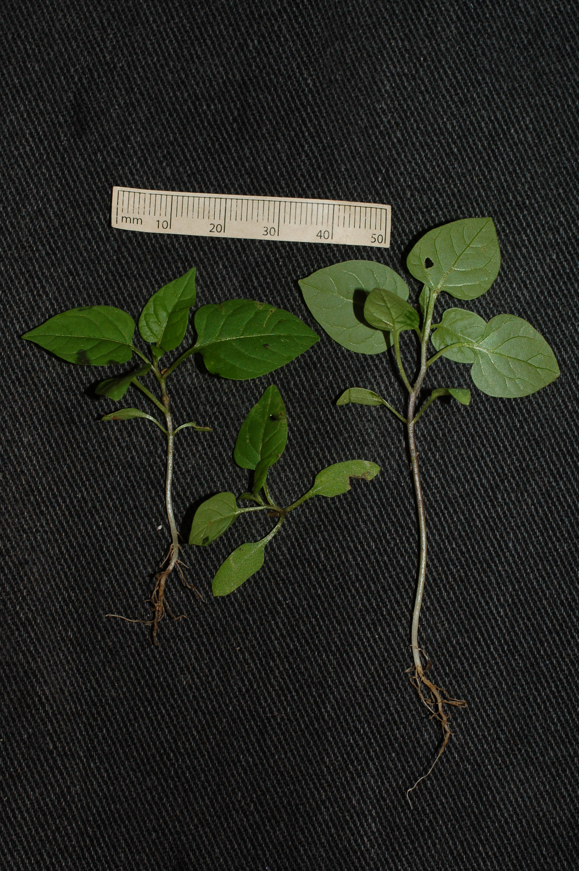 Solanum dulc seedling 1