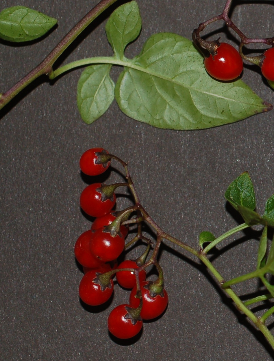 Solanum dulcamara AAlvs frt1 cropped
