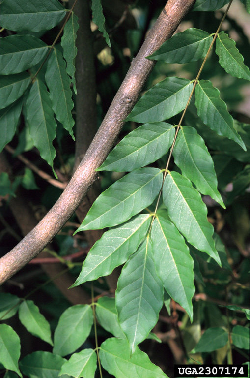 Wisteria sinensis leaf Miller