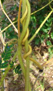 pueraria stems bugwood