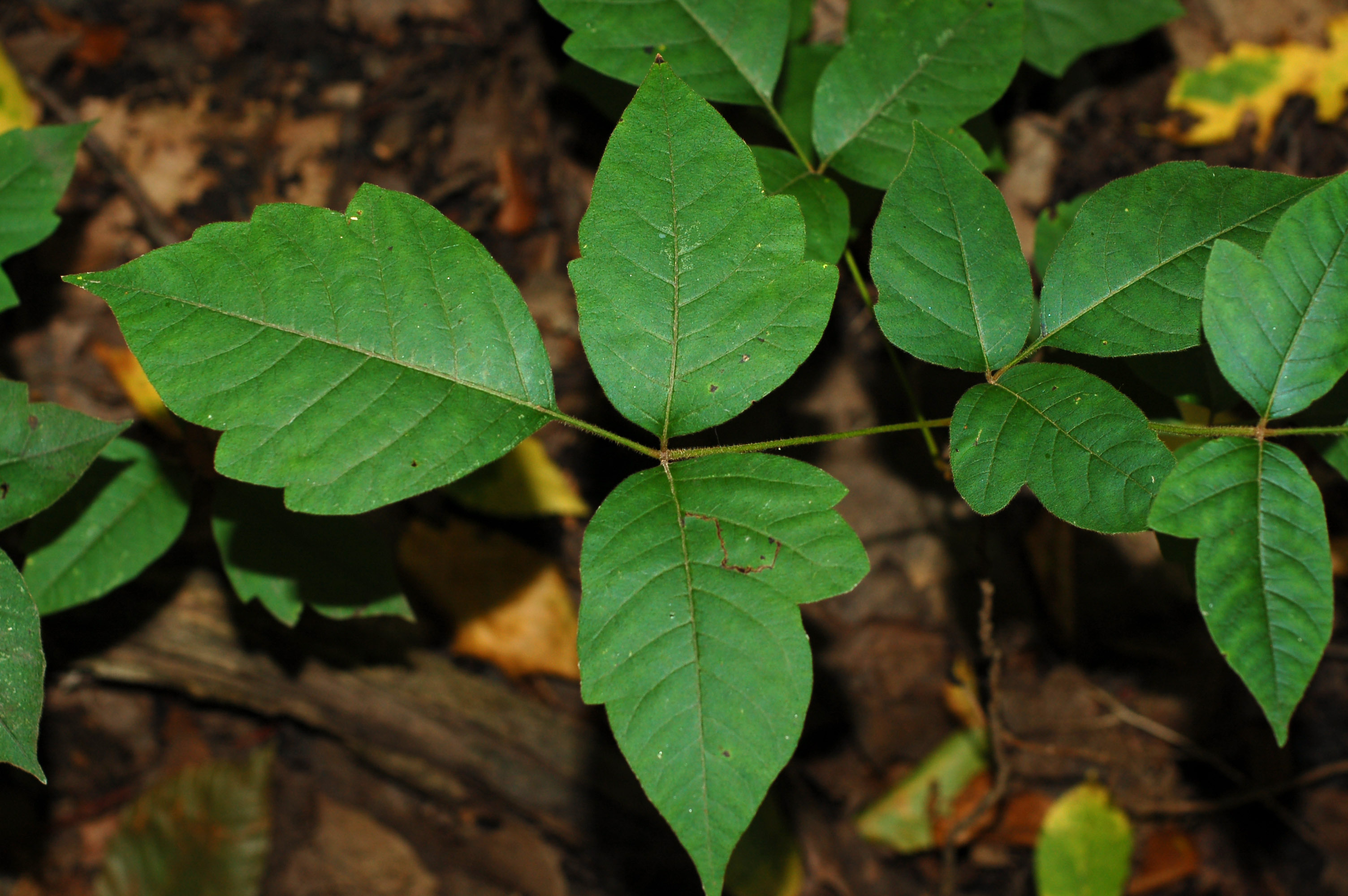 Toxicodendron radicans leaves good