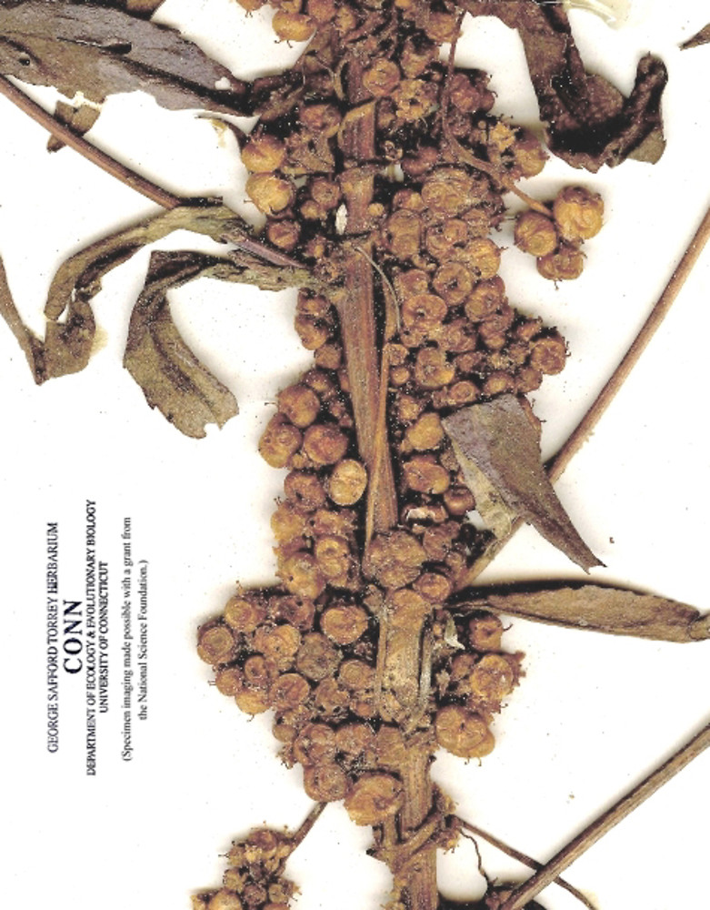 cuscuta-polygonorum-fr-connherbarium