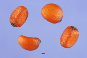 Smilax rotundifolia seeds USDA