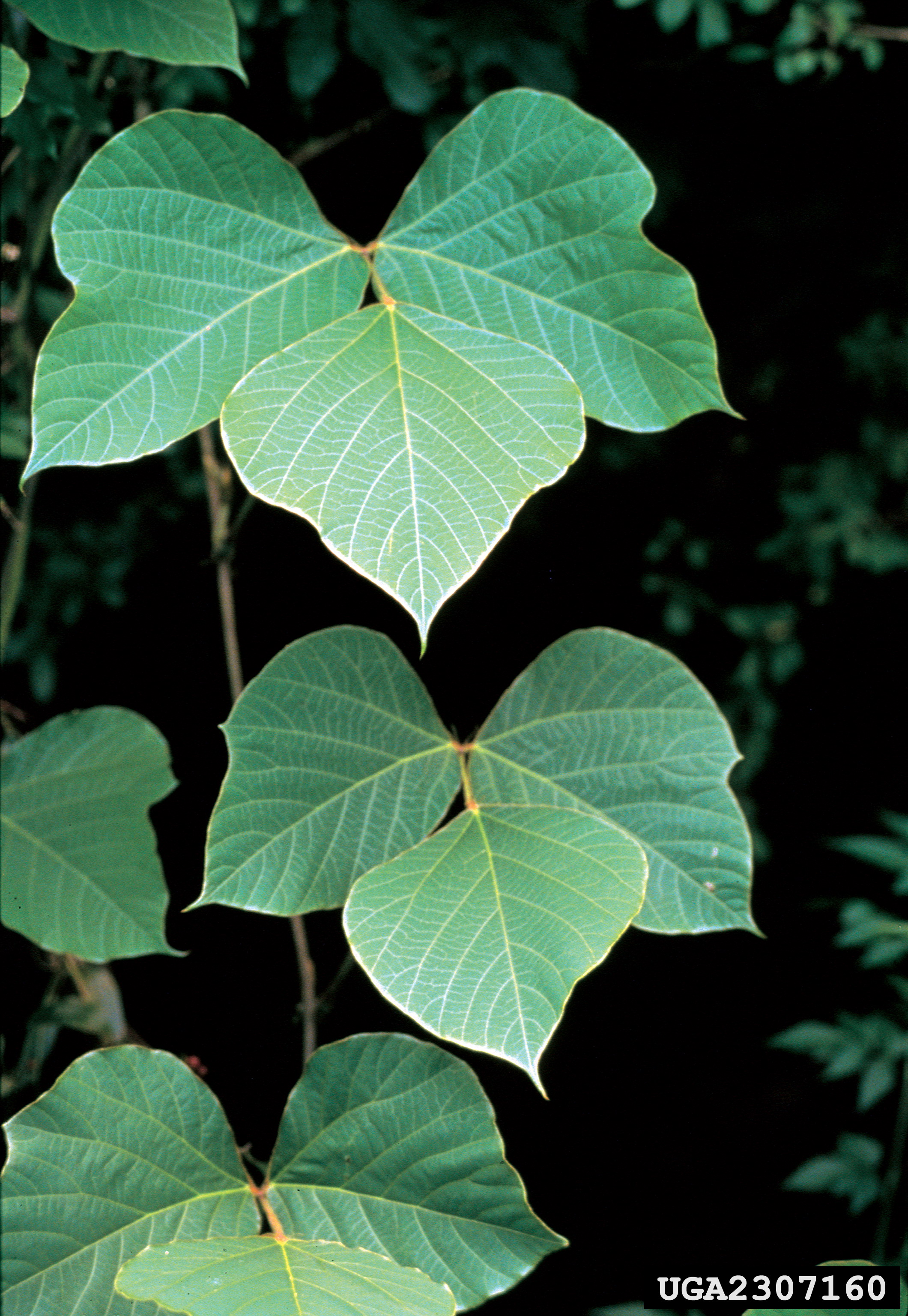 Pueraria montana leaves