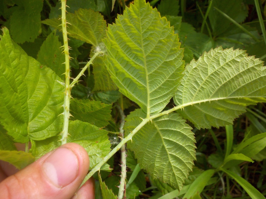 Rubus caesius G Oleksy leaves