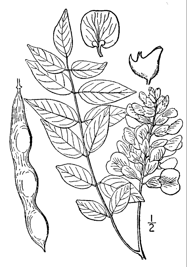 Wosteria frutescens USDA drawing