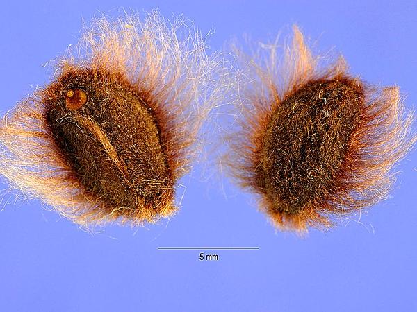 ipompand seed