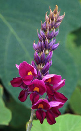 pueraria flowers bugwood