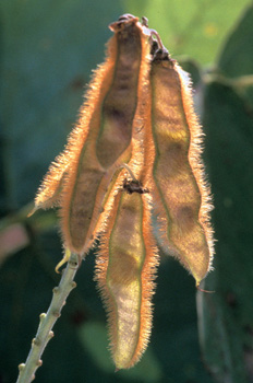 pueraria fruits bugwood