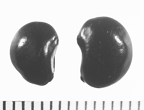 Fig. 1 Uncharred Phaseolus polystachios