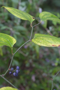 Smilax rotundifolia fruit16359