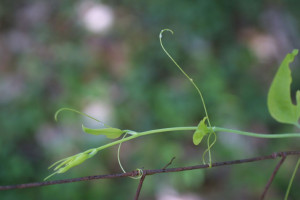 Smilax rotundifolia tendrils10894